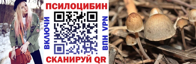 Купить закладки  Партизанск  Псилоцибиновые грибы Psilocybine cubensis 